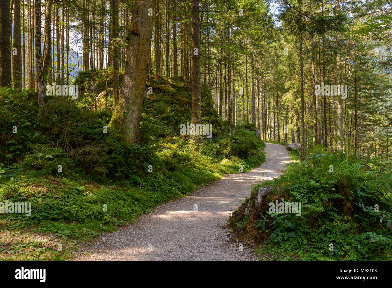 Wanderweg im Pinienwald Stockfoto