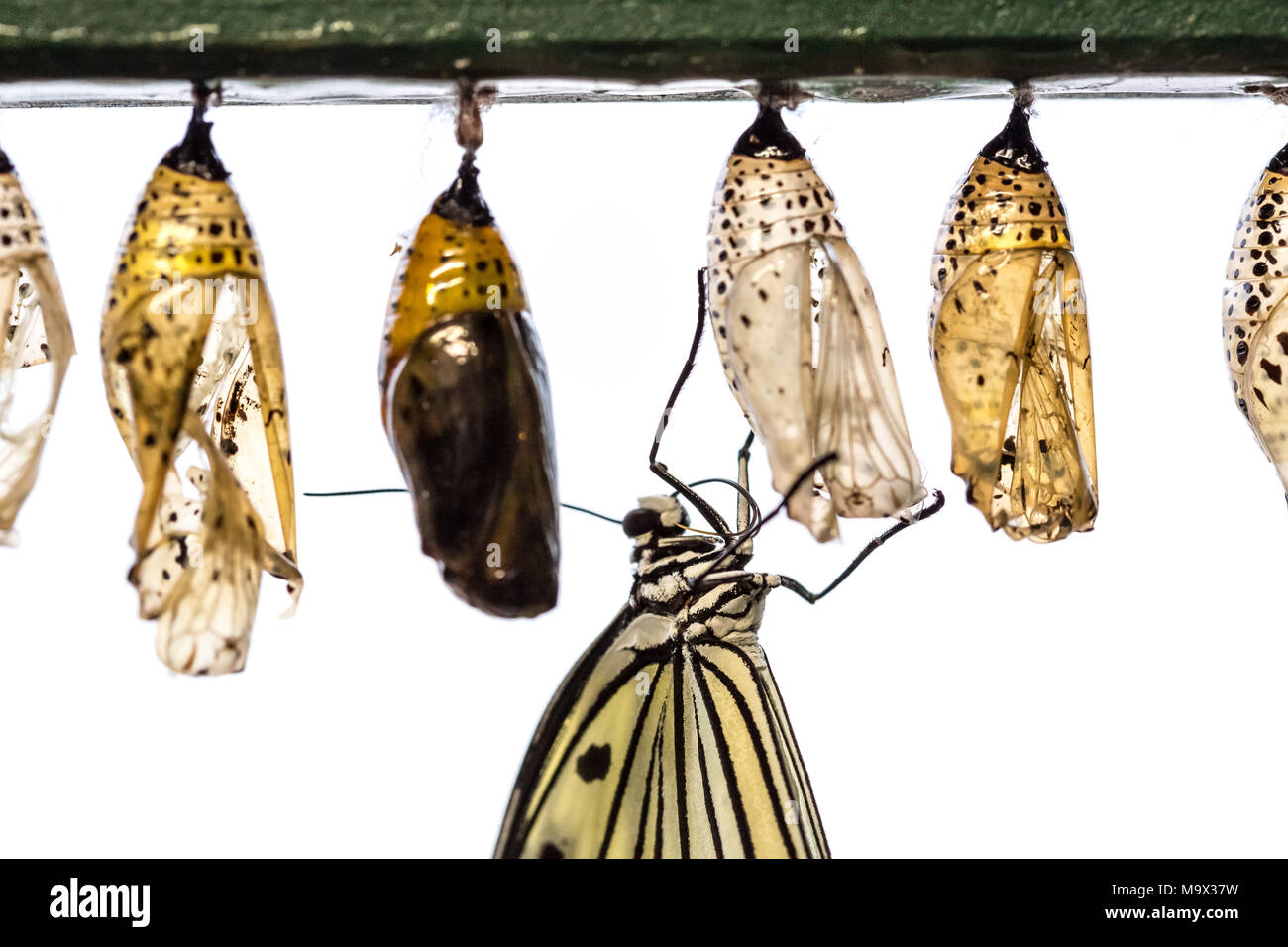 London, Großbritannien. 28. März, 2018. Live tropische Schmetterlinge füllen Das Schmetterlings Haus für die Rückkehr des ensational Schmetterlinge' Ausstellung im Natural History Museum © Guy Corbishley/Alamy leben Nachrichten Stockfoto