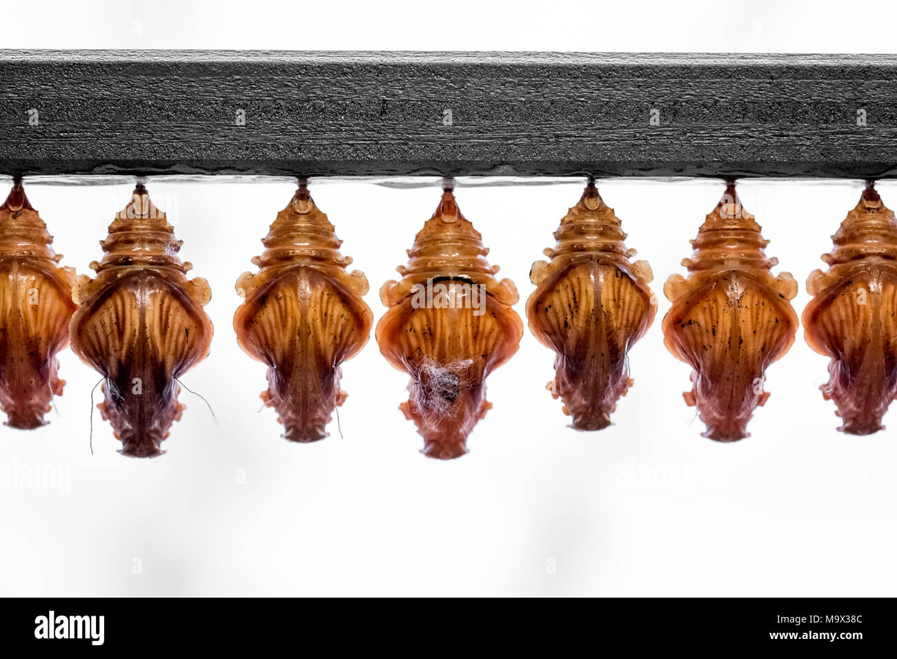 London, Großbritannien. 28. März, 2018. Live tropische Schmetterlinge füllen Das Schmetterlings Haus für die Rückkehr des ensational Schmetterlinge' Ausstellung im Natural History Museum © Guy Corbishley/Alamy leben Nachrichten Stockfoto
