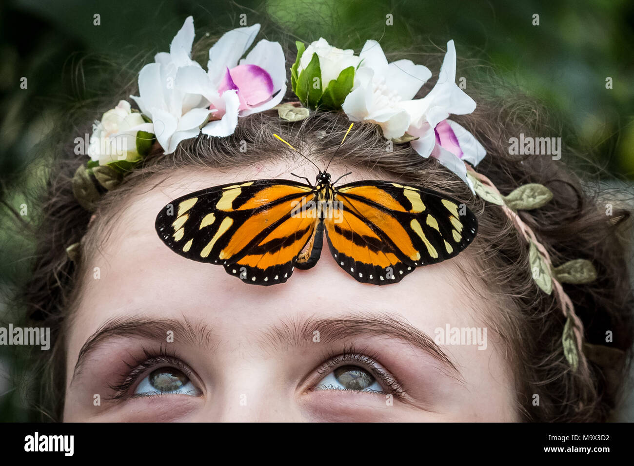 London, Großbritannien. 28. März, 2018. Live tropische Schmetterlinge füllen Das Schmetterlings Haus für die Rückkehr des ensational Schmetterlinge' Ausstellung im Natural History Museum © Guy Corbishley/Alamy leben Nachrichten Stockfoto