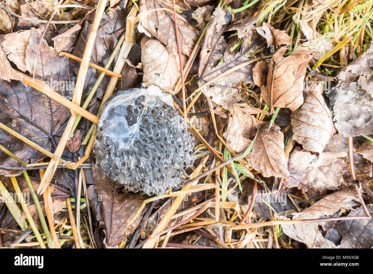 Menteith Hügel, Callander, Stirling, Schottland, UK - 28. März 2018: Eine merkwürdige Ac'Frog gefunden spawn in der Nähe des Rob Roy so lange Distanz Fußweg nahe Callander in Stirling erscheinen würden, die eierstöcke eines Frosches, der durch ein Vogel oder ein Tier gefressen wurde. Die Eierstöcke sind Links nicht gefressenes, weil die in ihnen spawn schwillt massiv in Wasser und wäre sehr unbequem sein für was auch immer sie gegessen hatte. Credit: Kay Roxby/Alamy leben Nachrichten Stockfoto