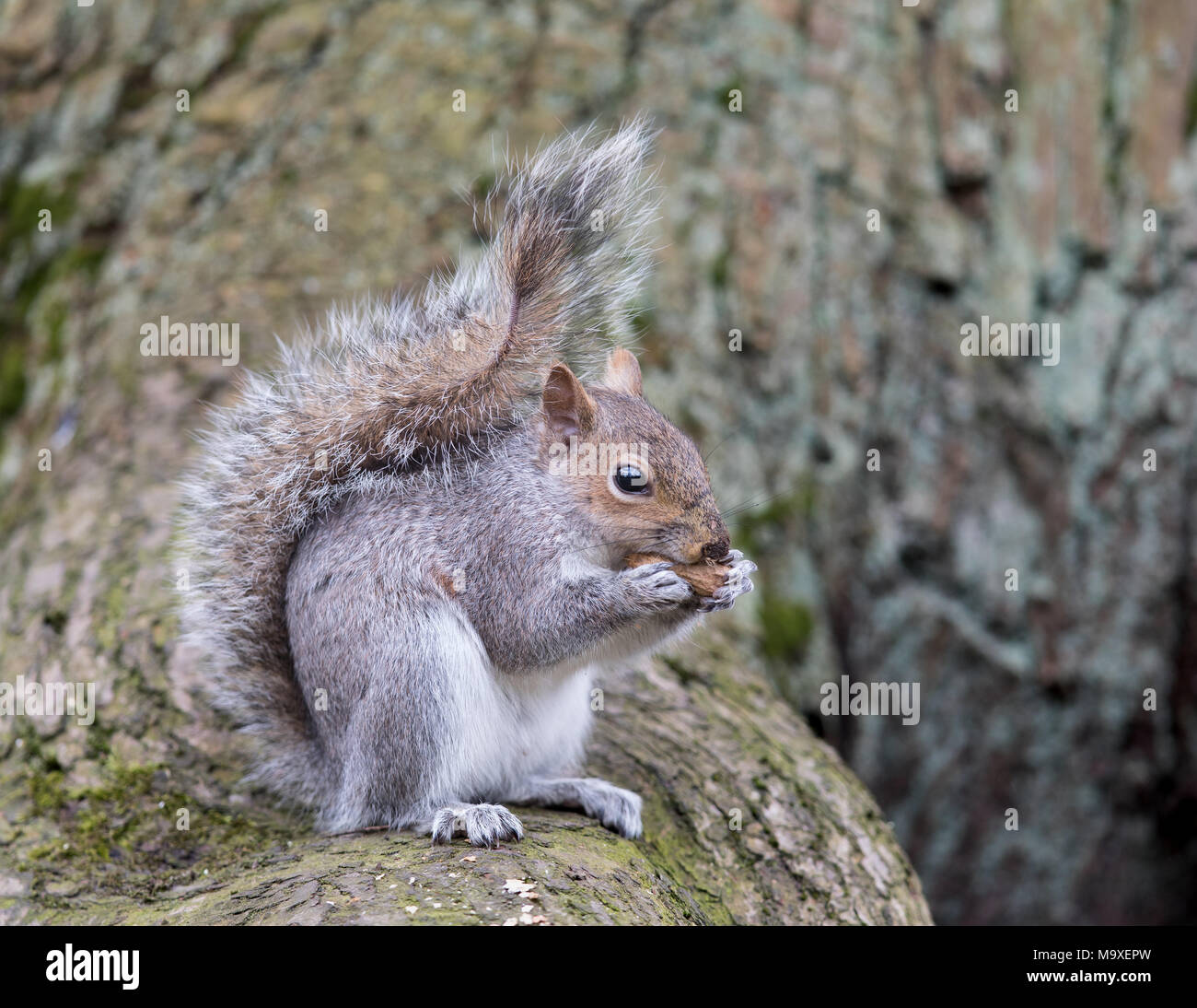 Eichhörnchen essen Mutter in einem Baum/Sciuridae/Eichhörnchen mit Mutter Stockfoto