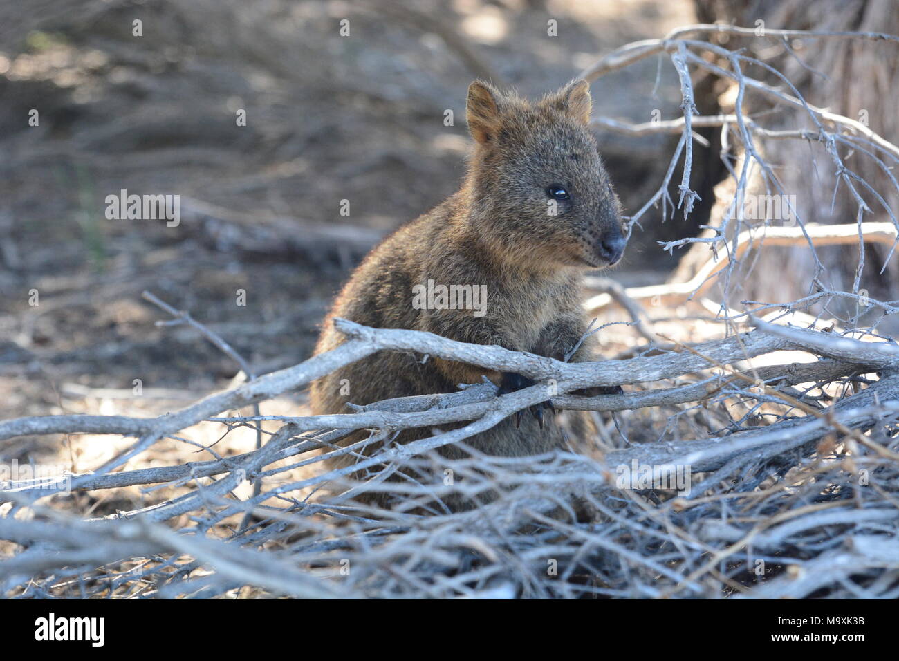 Quokka. Die Insel Rottnest Island. Western Australia Stockfoto