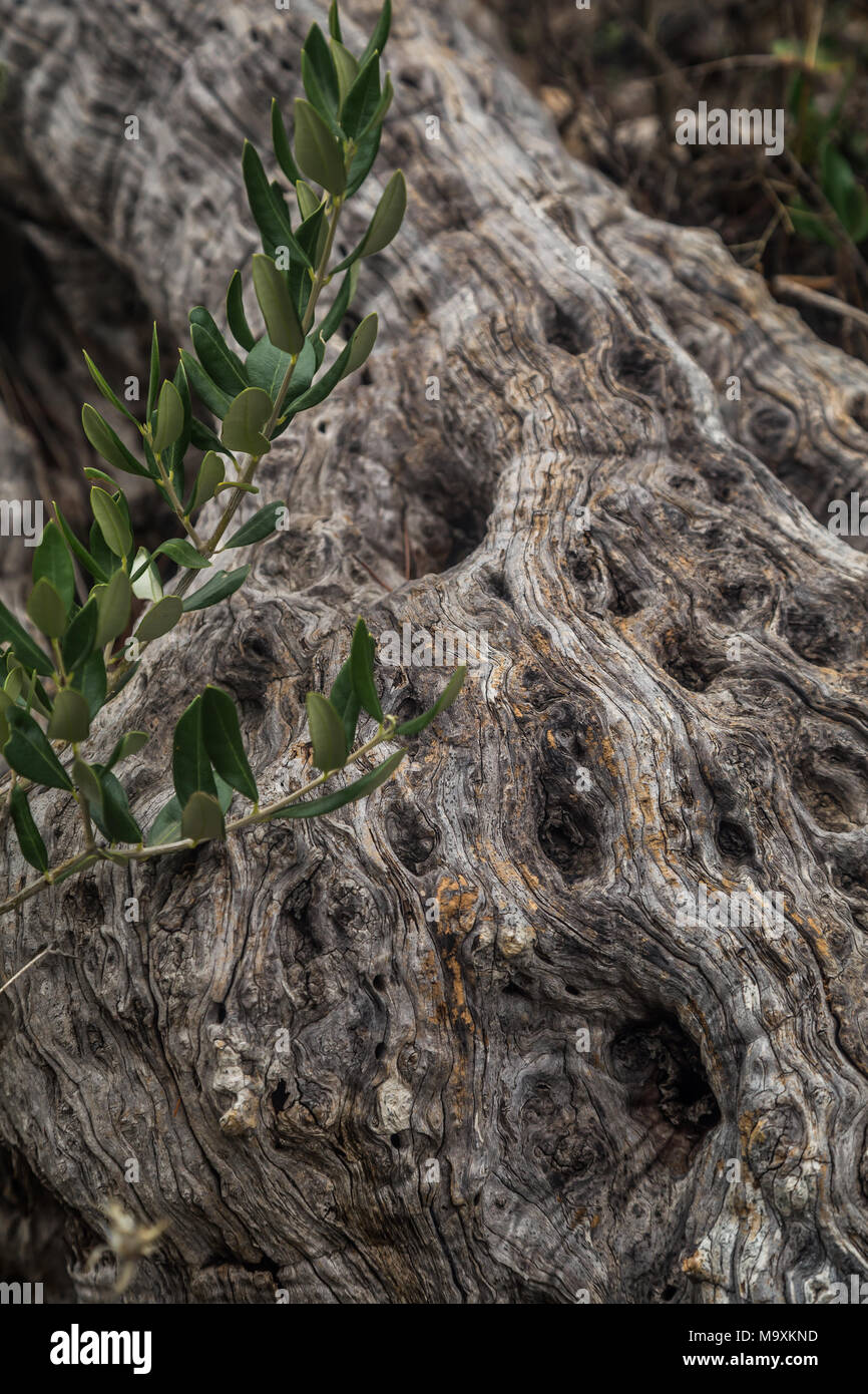 Detail und Struktur eines alten Olivenbaum Holz Stockfoto