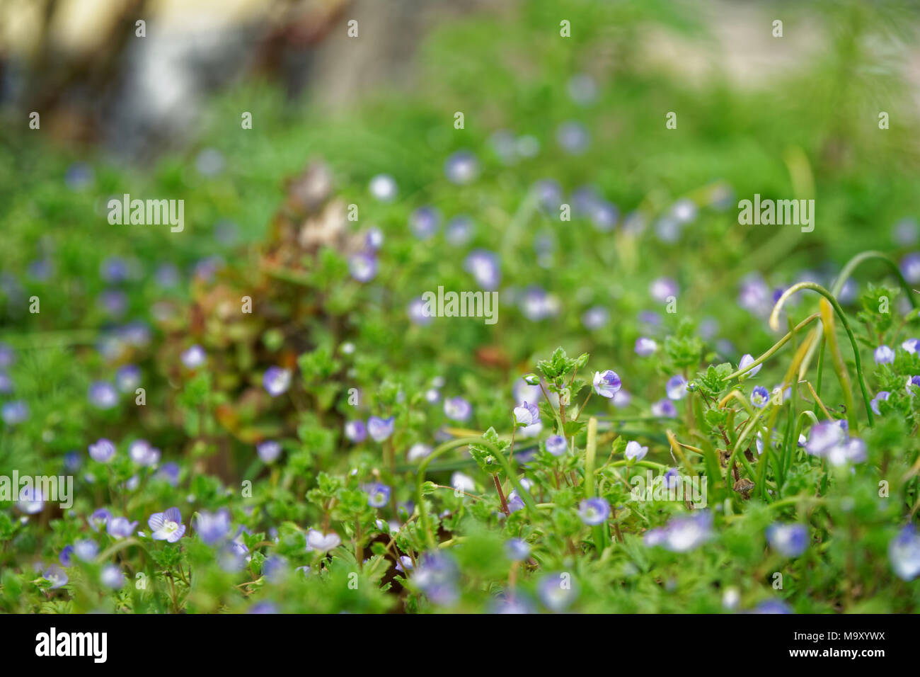 Grass close-up im grünen Rasen, blured Hintergrund, frische Textur. Stockfoto