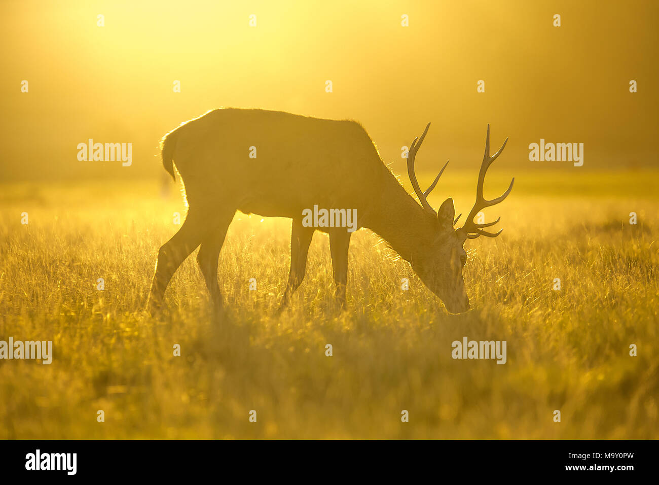 Sonnenaufgang mit Hirsche Stockfoto