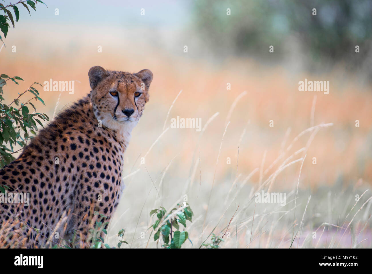 Gepard-Portrait Stockfoto