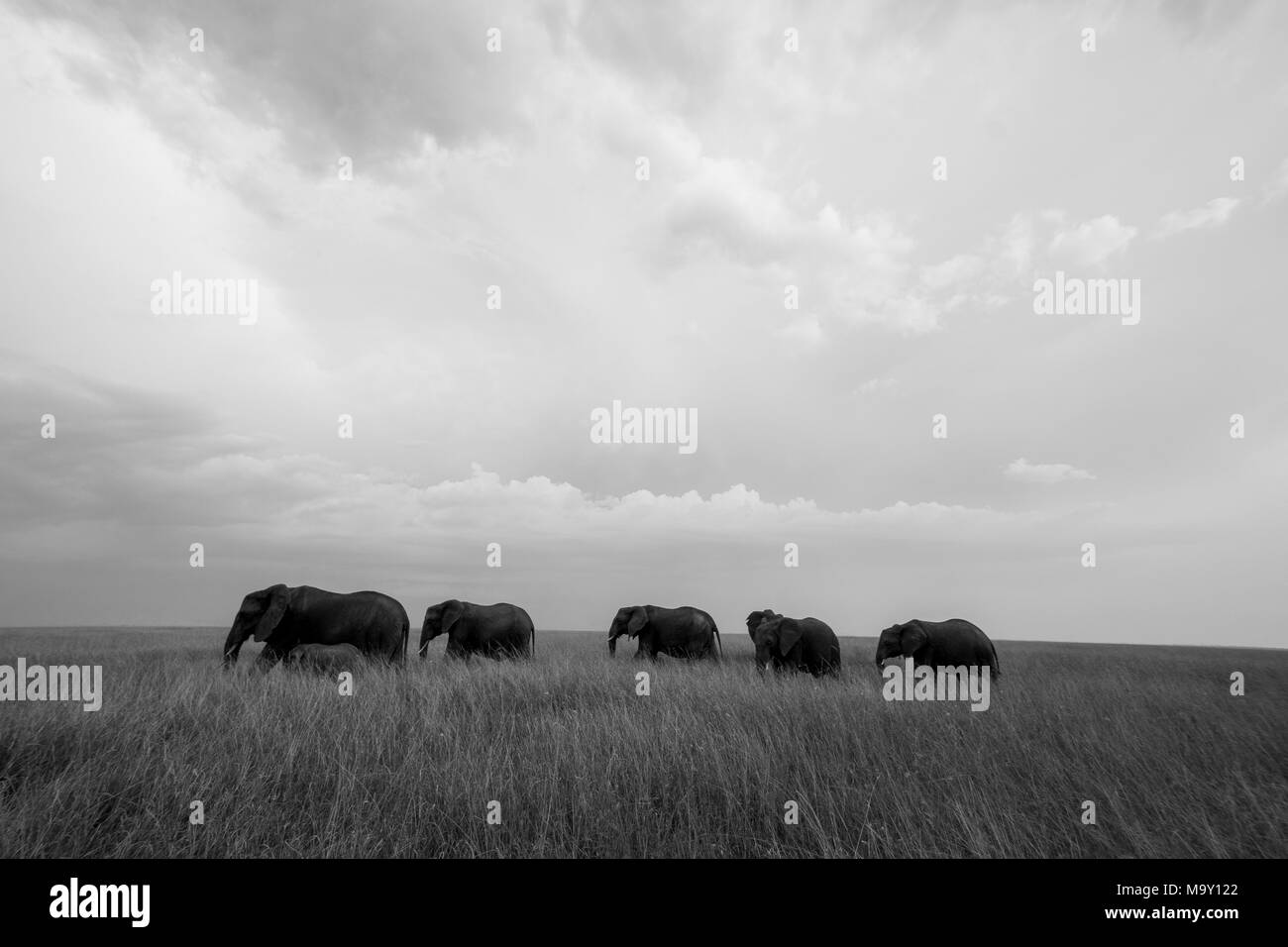 Elefant in der Savanne Stockfoto