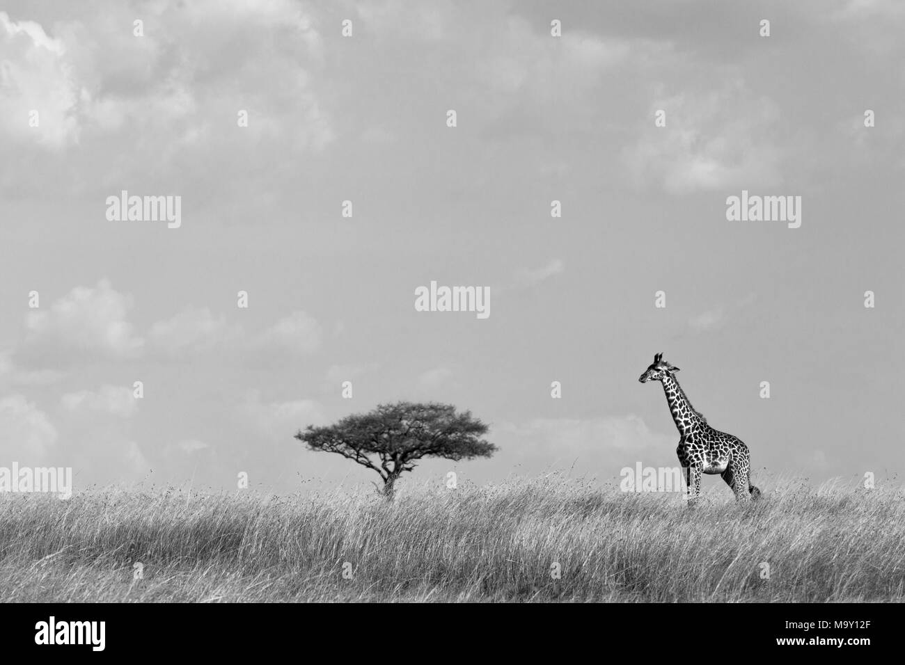 Giraffe auf Afrikanische Savanne Stockfoto