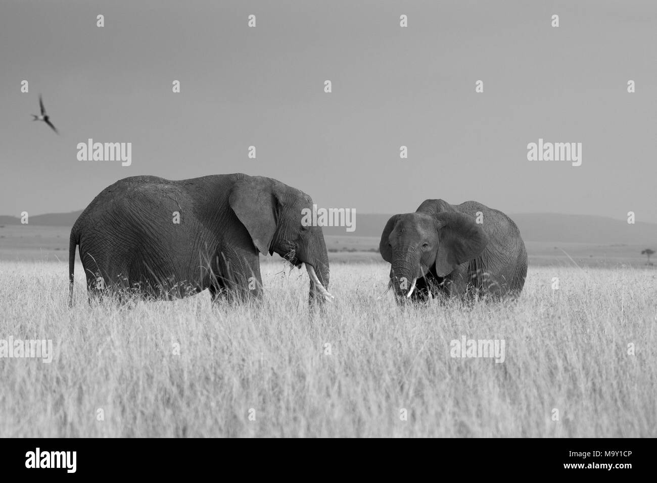 Afrikanische Elefanten im natürlichen Lebensraum Stockfoto