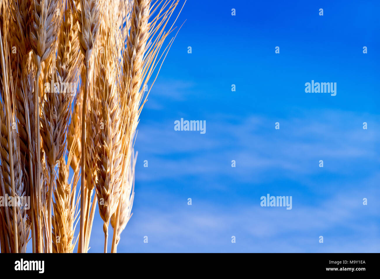 Garbe Gerste auf den blauen Himmel Stockfoto