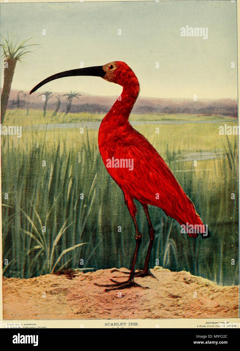 Farbe Abbildung: Darstellung einer in voller Länge, Profil anzeigen Der Scarlet ibis (Eudocimus ruber) mit roten Federn, eine lange, gebogene, schwarzem Schnabel und schwarzen Beinen, stehend auf eine Scherbe, Vordergrund, mit grünen Gras, flache, sumpfige Feuchtgebiete, ein paar Palmen und einem klaren blauen Himmel im Hintergrund, aus dem Band "Vögel und Natur" durch AW Mumford, 1900 veröffentlicht. Mit freundlicher Genehmigung Internet Archive. () Stockfoto