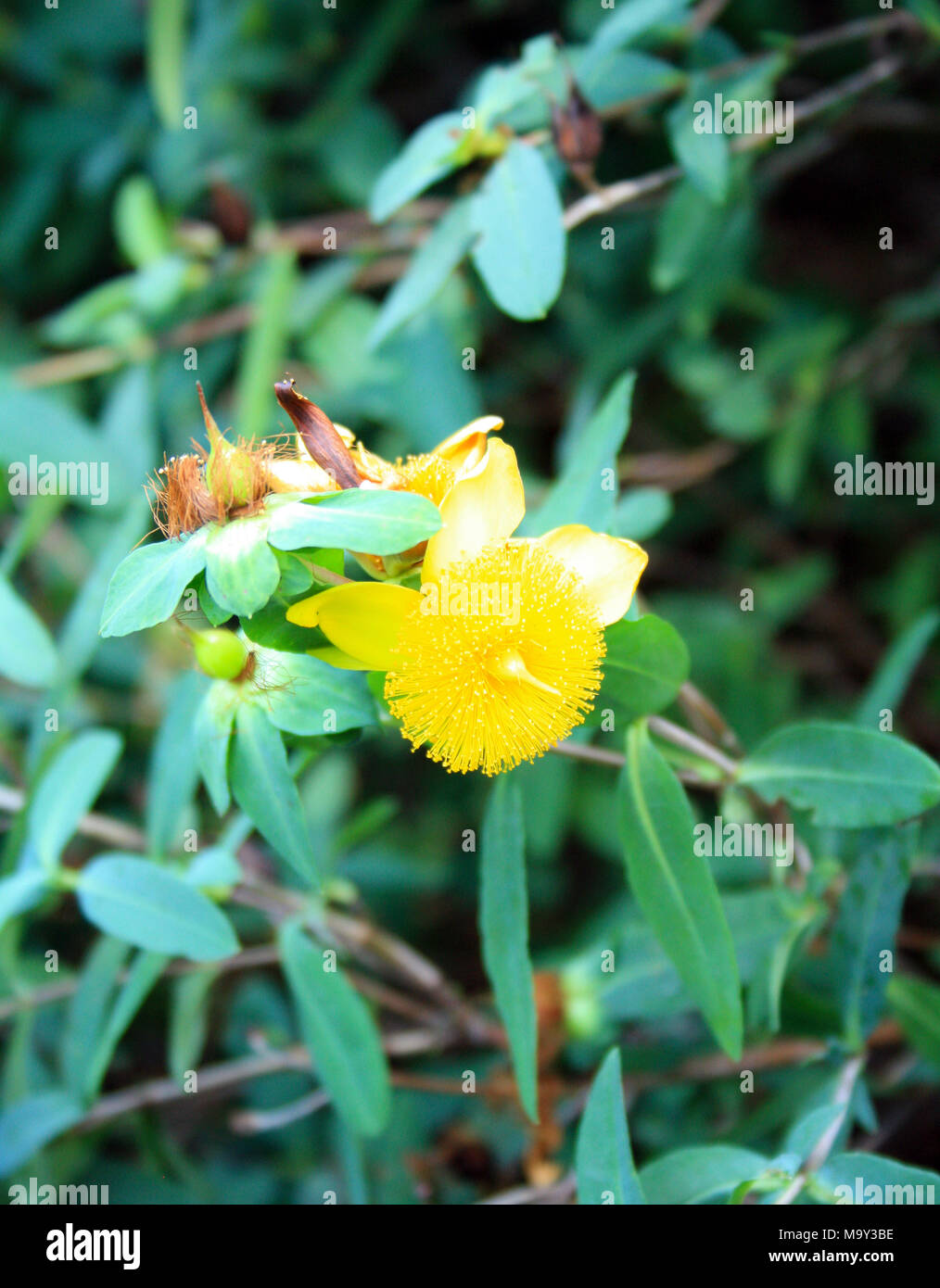 Schönen gelben Blumen vertikales Format in einem Garten in New Jersey mit dramatischen Zentrum und bunte Blätter, um die gelbe Blume Stockfoto