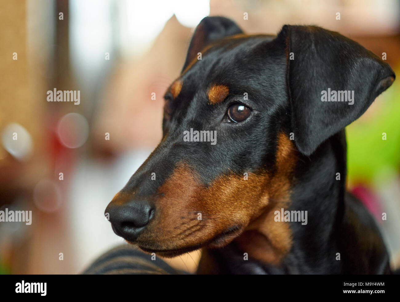 Deutsche Pinscher portrait Stockfoto