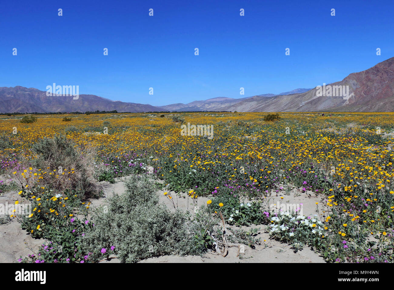 Ein Feld der Wüste Sonnenblumen. Stockfoto