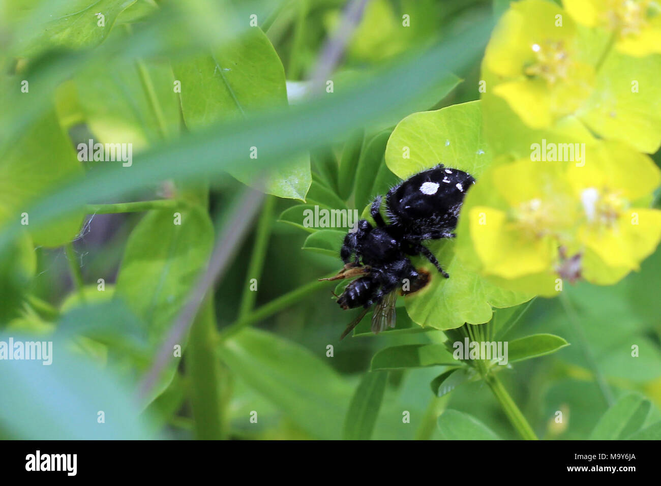 Bold Jumping Spider. Der BOLD-jumping Spider kann 10 bis 50 mal den eigenen Körper Länge springen! Seine ausgezeichnete Vision hilft es Halm und Jagd auf Beute. Stockfoto