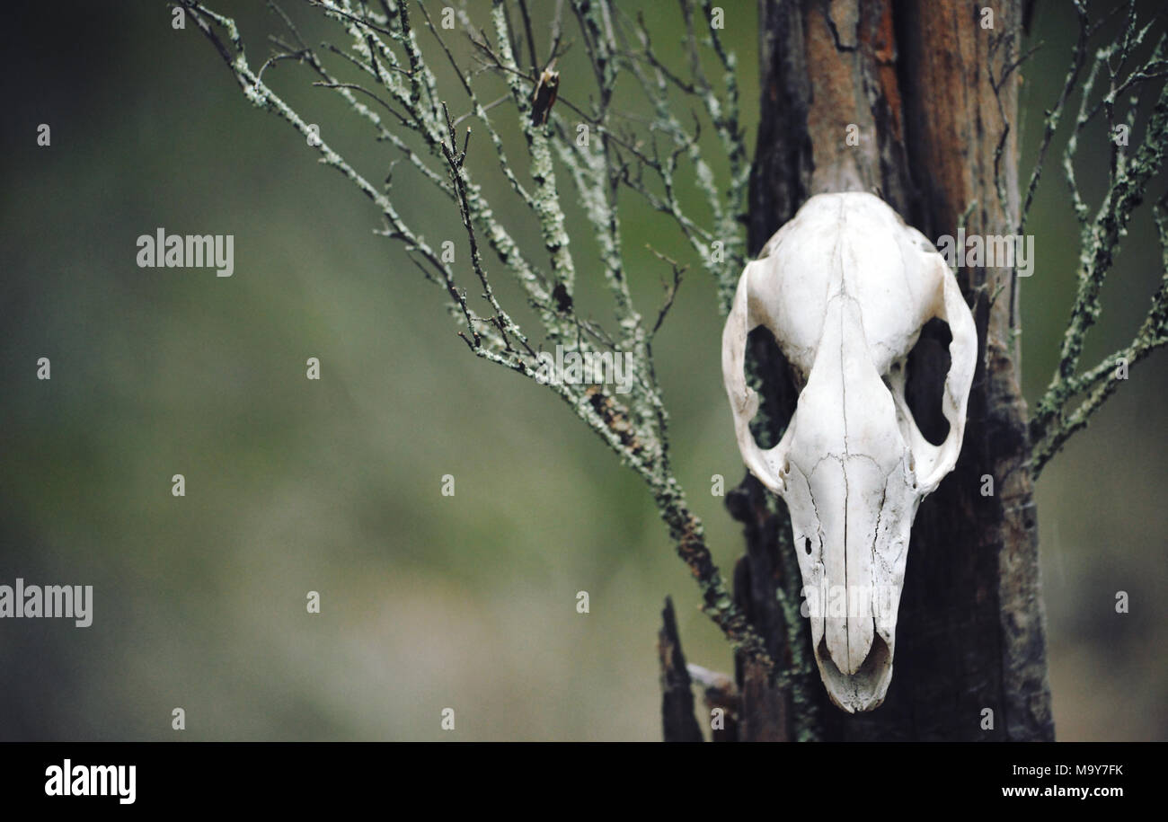 Kangaroo Schädel auf Moos bedeckt Baumstumpf im Wald. Moody, dunkel, heidnischen und tiertotem Konzepte. Stockfoto