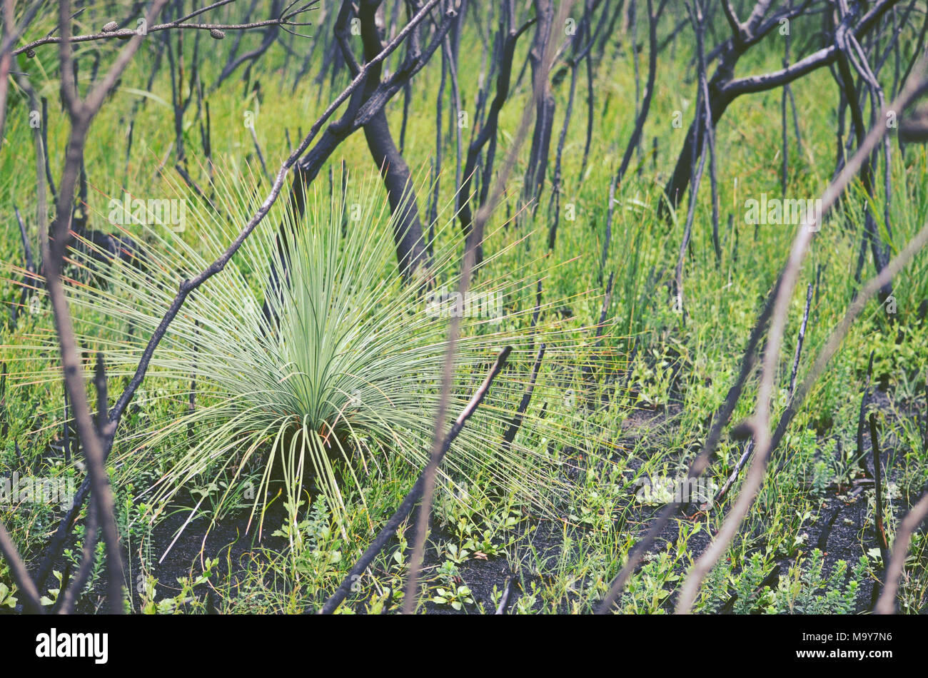 Das Nachwachsen eines australischen Gras Baum, Xanthorrhoea, unter geschwärzt Bäume nach einem Buschfeuer in Heide in Kamay Botany Bay National Park, NSW, Aust Stockfoto