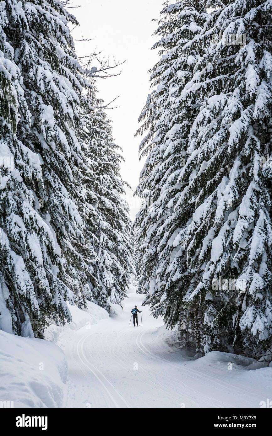 Cross country Skier auf einem Gespurten Trail. Stevens Pass Nordic Center, Washington State, USA. Stockfoto