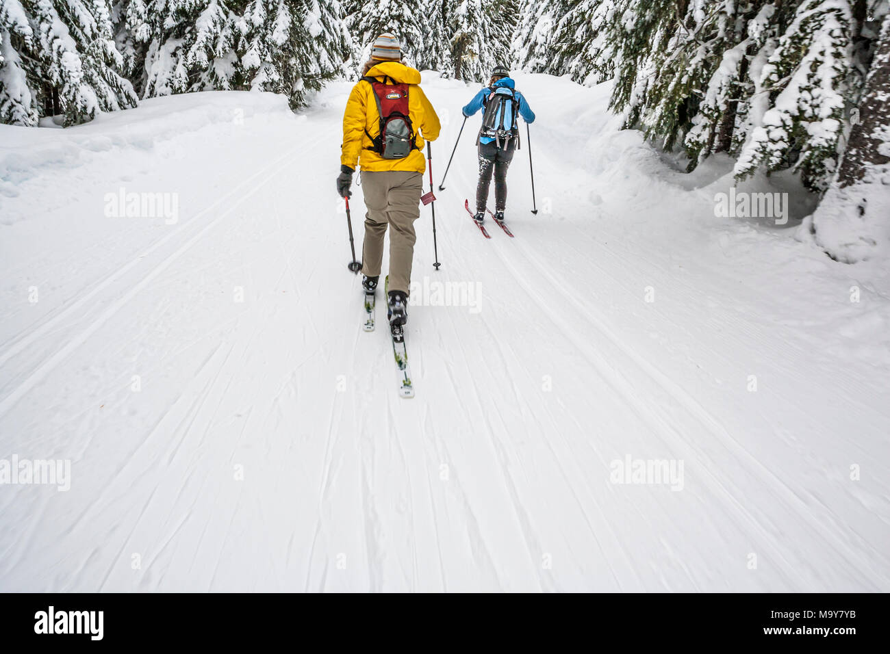 Zwei Frauen aus hinter Langlauf auf einem Gespurten Trail durch dichten Nadelwald in Schnee gesehen. Stockfoto