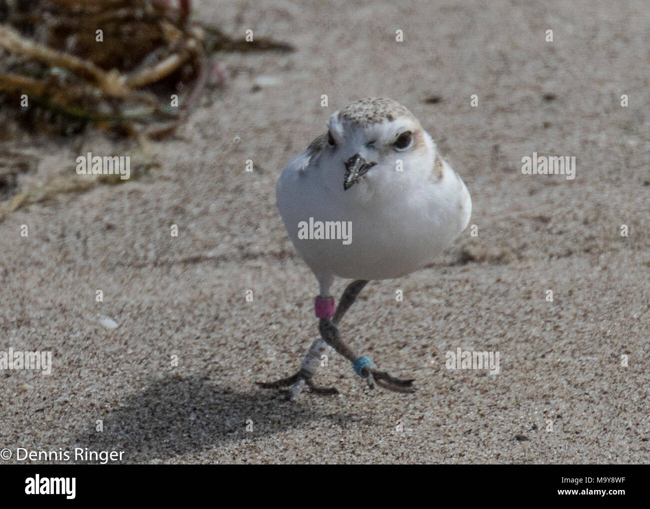 Docent Sichtung bei Sands Beach. Dieser westlichen Snowy plover Küken hat von den Dozenten mehrfach Seit Release bei Sands Beach an Kohle Öl Punkt finden gesichtet. Stockfoto