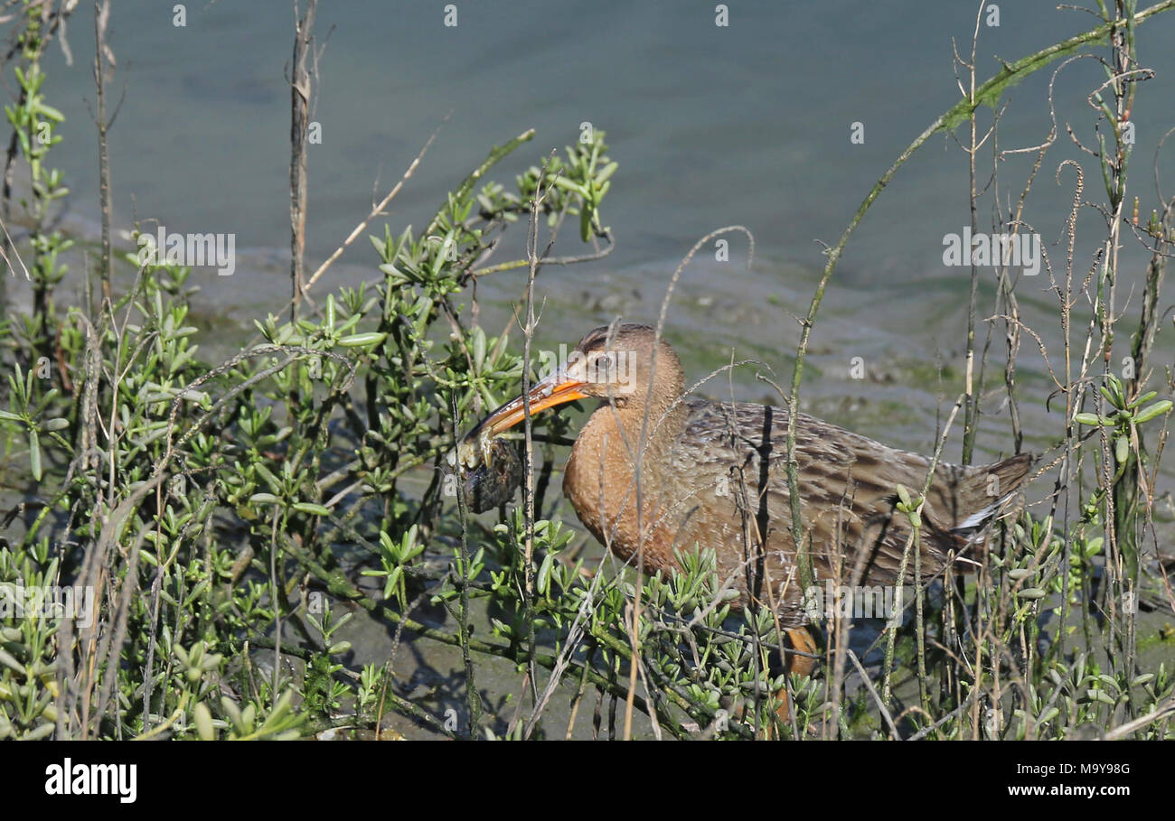 Föderativ gefährdet die Ridgway Schiene feste auf Krabben. Stockfoto