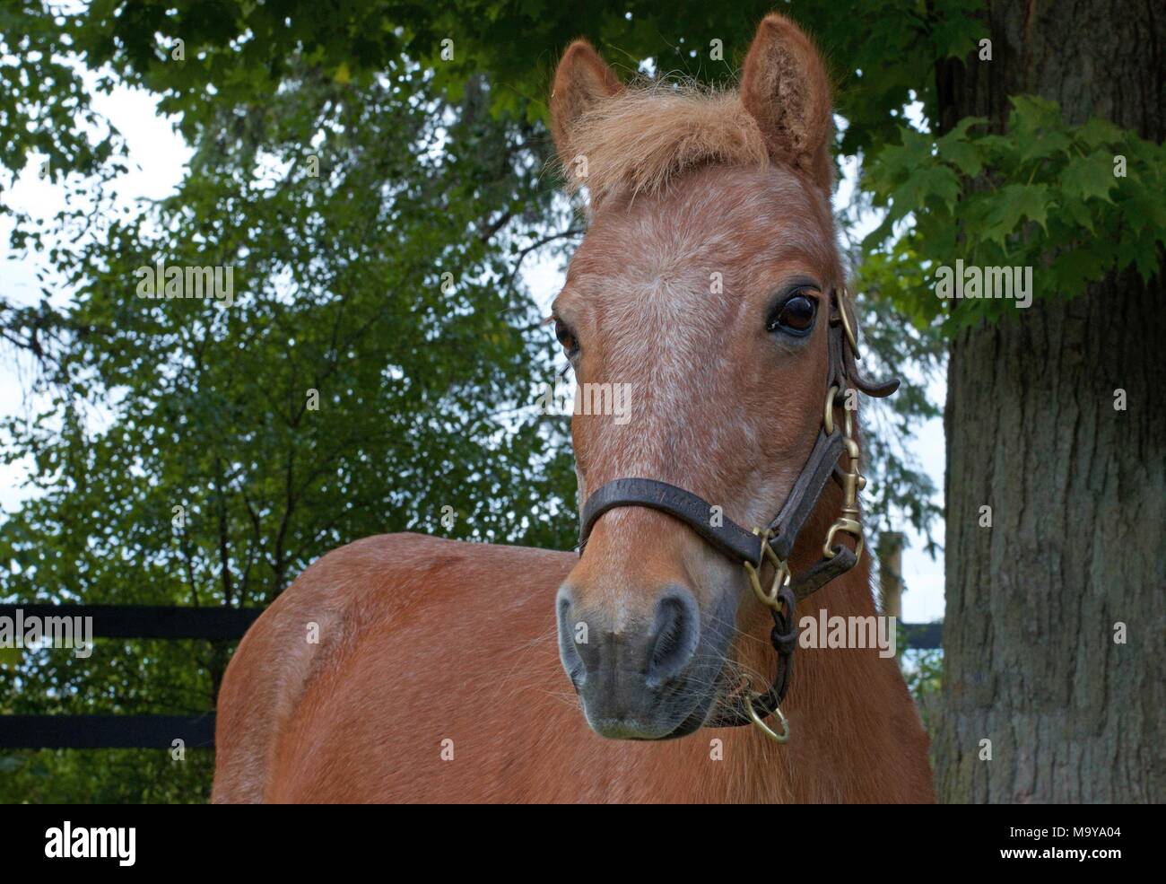 Miniature Horse Portrait, paddock Porträts, außen am Nachmittag eines frühen Herbst Tag Stockfoto