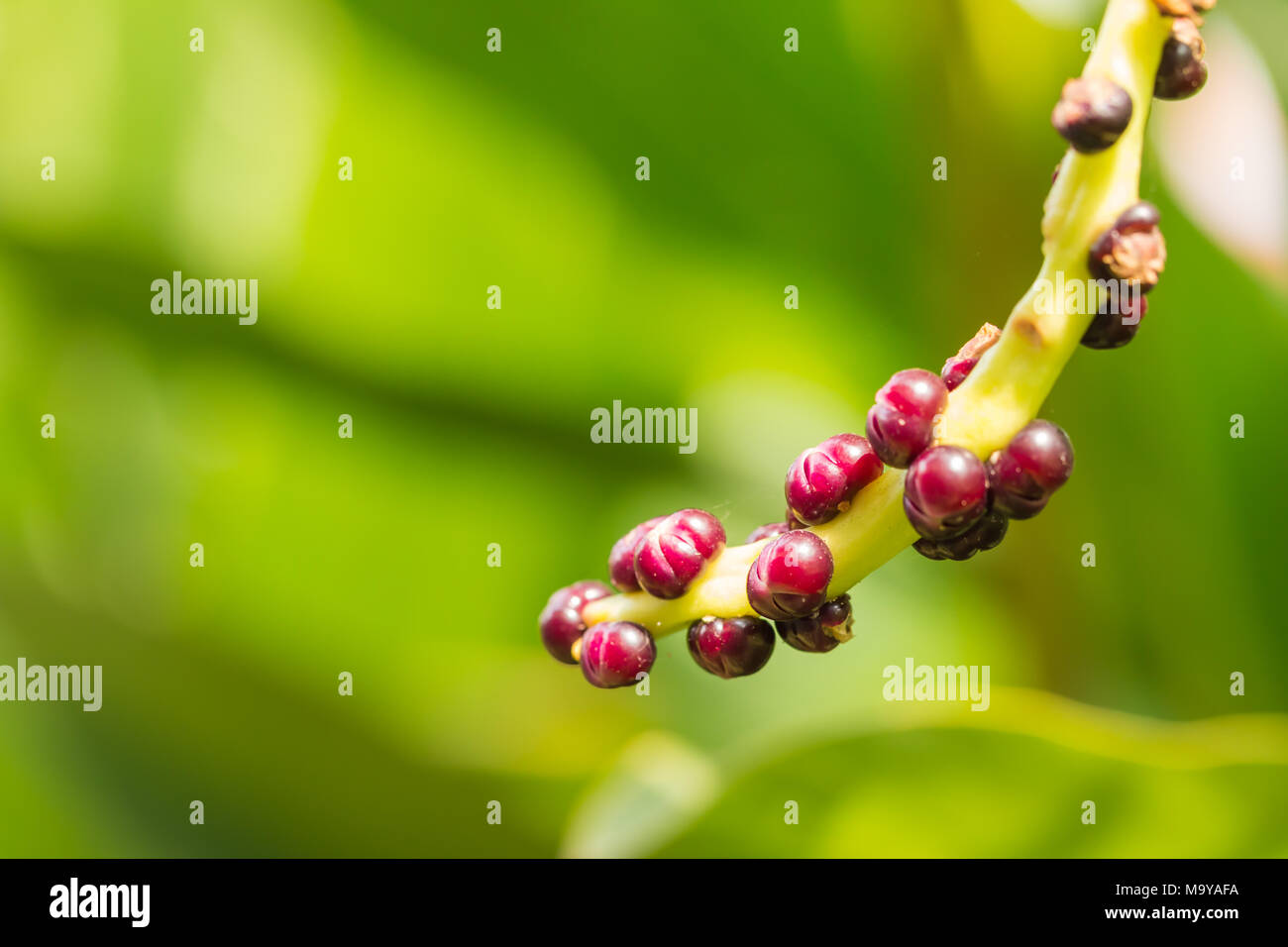 Saatgut von Malabar Nightshade, Ceylon, Spinat, Gemüse in Thailand Stockfoto