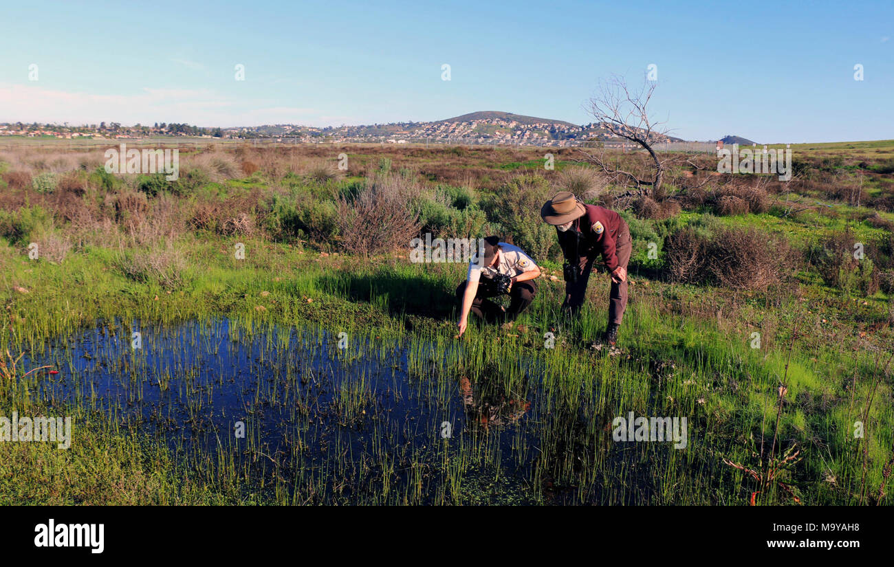 Auf der Suche nach gefährdeten San Diego Fairy Shrimps in Vernal pools. Park Ranger Lisa Cox und Biologe John Martin Blick für gefährdete San Diego Fairy Shrimps in Vernal pools. Stockfoto