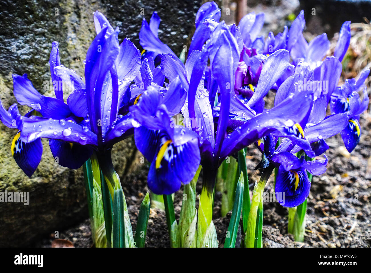 Iris reticulata 'Harmony'. Zwerg Iris blaue Blume Nahaufnahme Stockfoto
