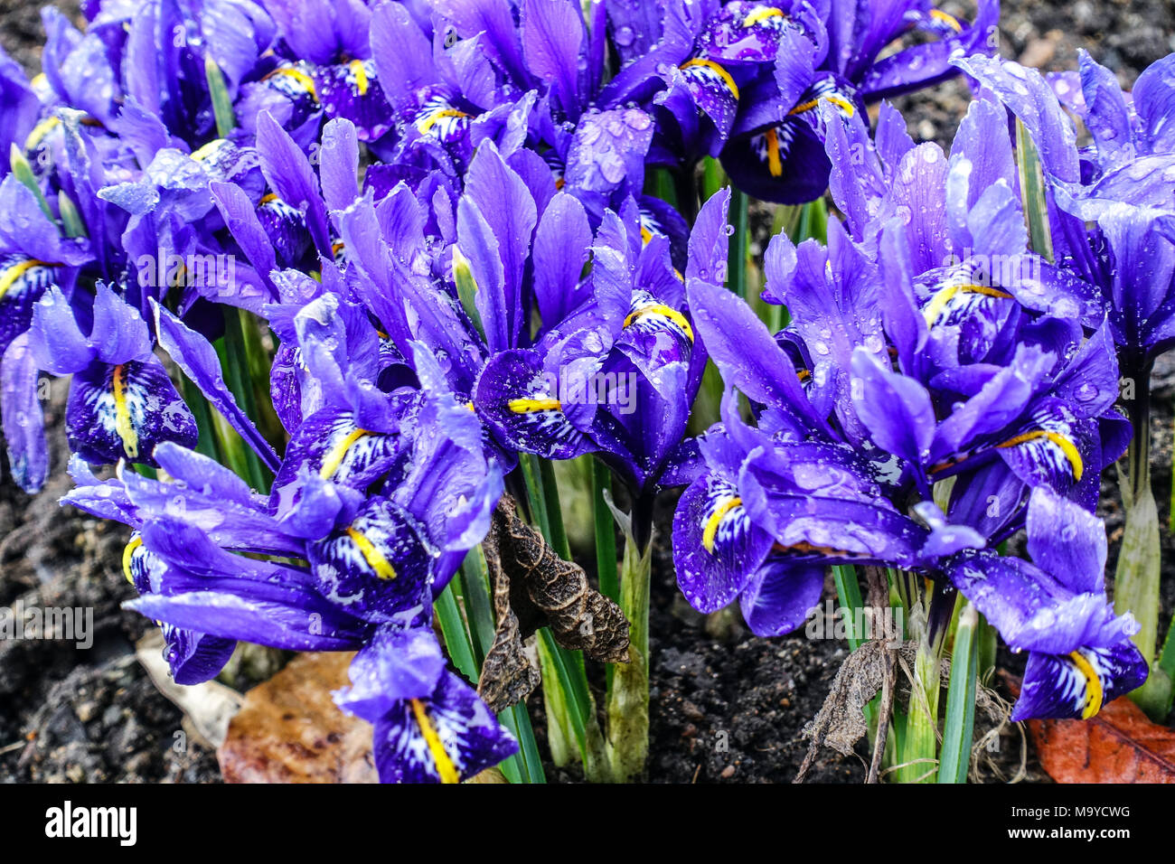 Blue Iris reticulata 'Harmony' Stockfoto