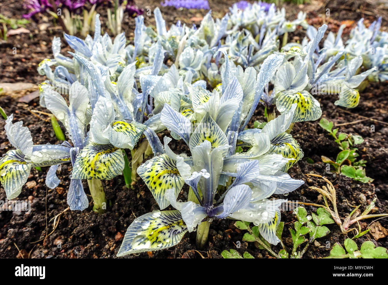Iris reticulata 'Katherine Hodgkin' Frühling Blumen Stockfoto