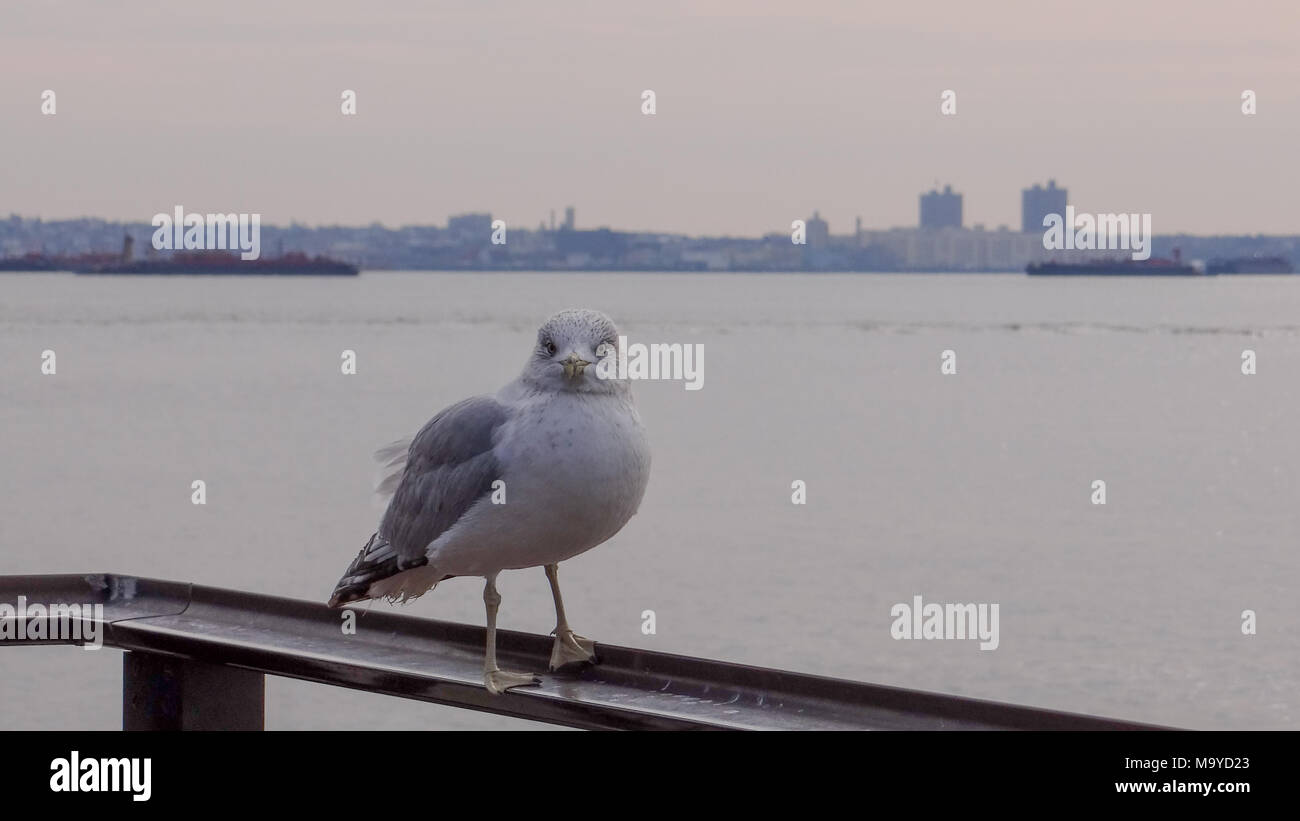 Möwe im Meer, New York Stockfoto