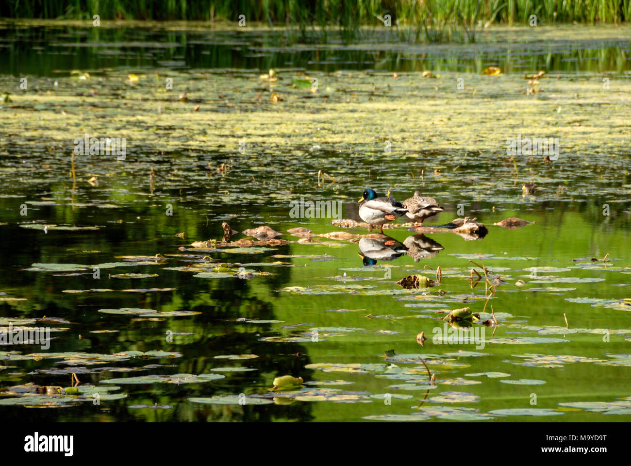Ein paar Enten, die sich auf schwimmende Lilien auf der Triton See innerhalb der Italienischen Gärten an der Powerscourt Estate in den Wicklow National Park, Sou Stockfoto