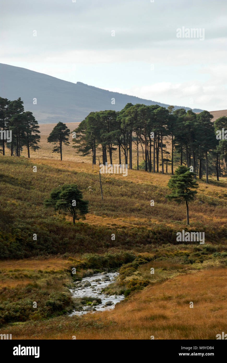 Abgelegene Landschaften im Wicklow-Nationalpark in Südirland. Stockfoto