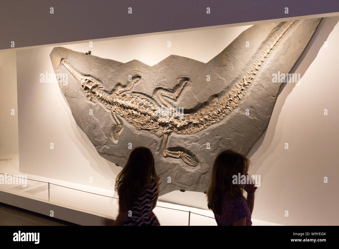Kinder mit einem Dinosaurier fossil, Houston Museum of Natural Science, Houston, Texas, USA Stockfoto