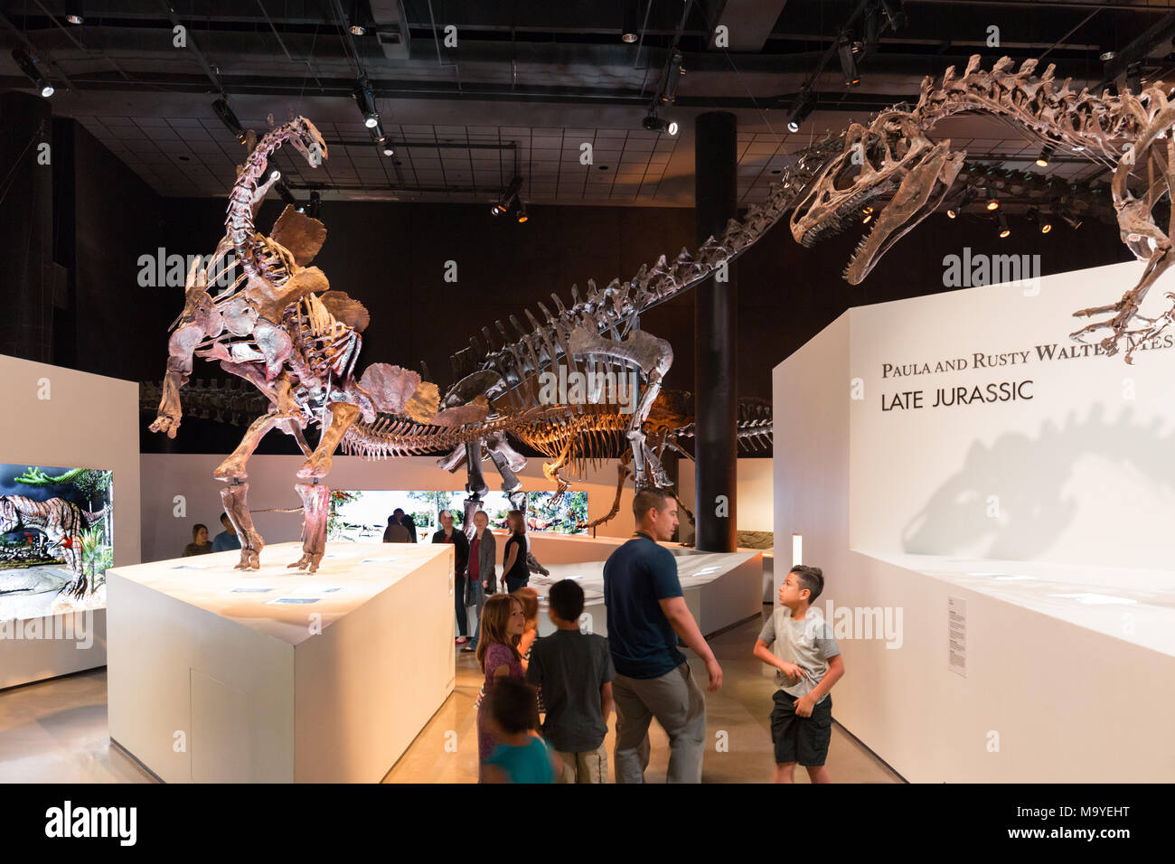 Besucher, darunter Familien und Kinder, die sich Dinosaurier-Fossilien und -Knochen ansehen; das Innere des Houston Museum of Natural Science in Houston, Texas, USA Stockfoto