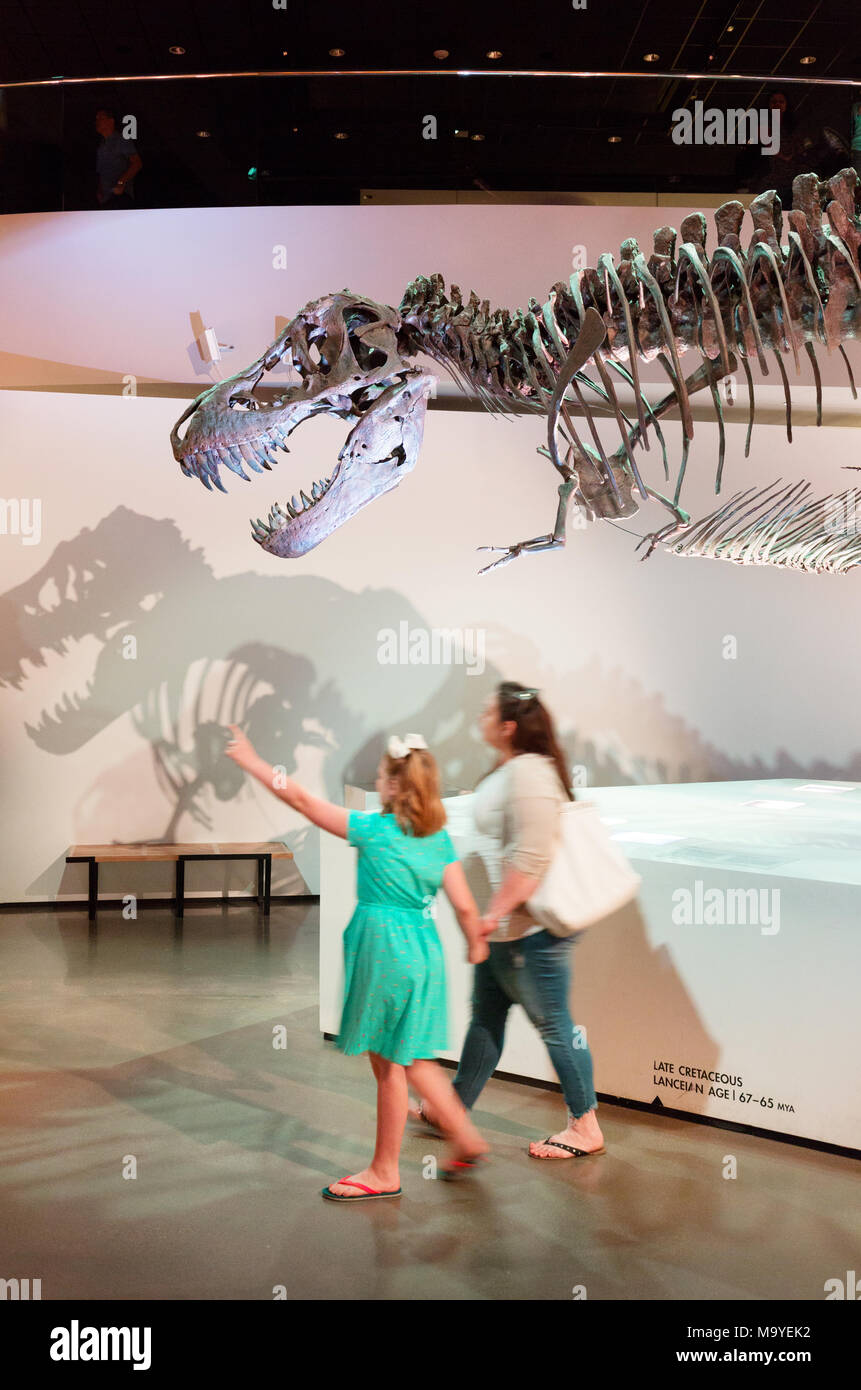 Mutter und Kind ein T-Rex fossile der Tyrannosaurus Rex Dinosaurier, Houston Museum of Natural Science, Houston, Texas, USA Stockfoto