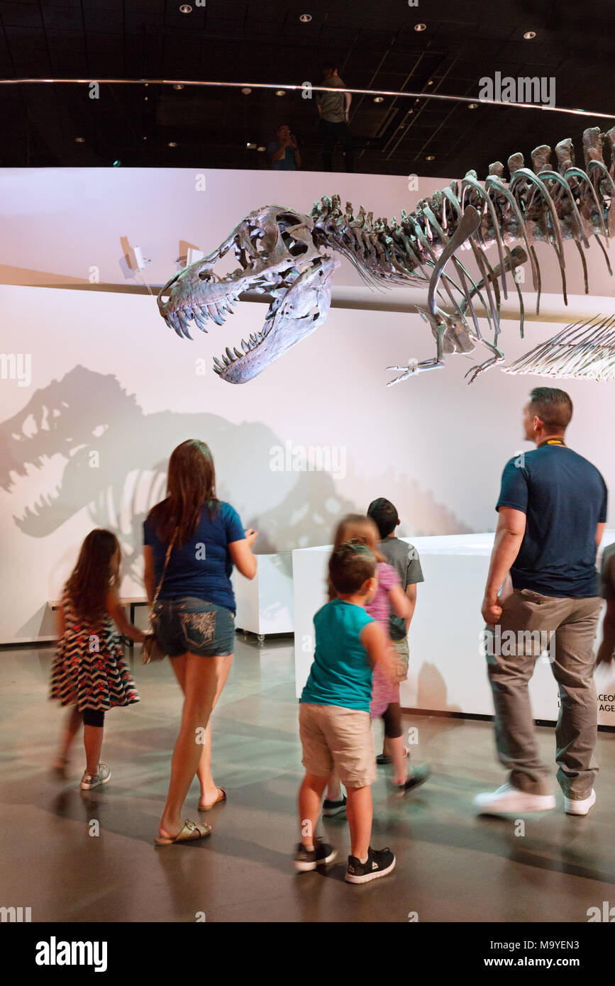 Eine Familie mit Kindern ein T-Rex fossile der Tyrannosaurus Rex Dinosaurier, Houston Museum of Natural Science, Houston, Texas, USA Stockfoto
