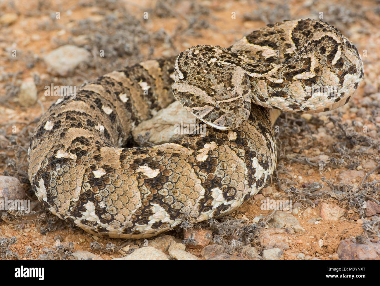 Puff Adder (Bitis arietans) in Marokko in Nordafrika. Stockfoto