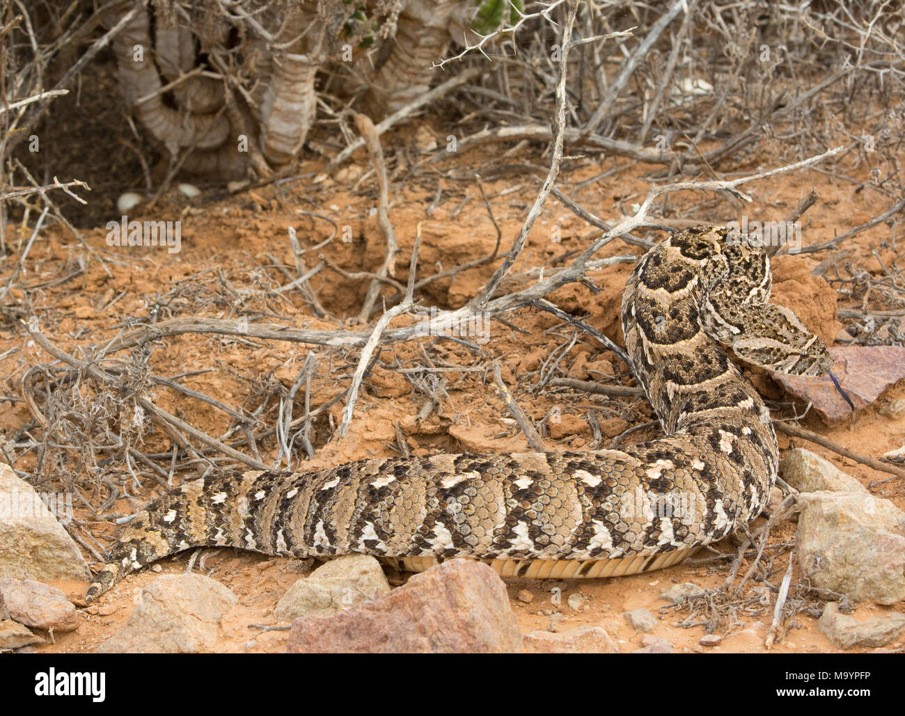 Puff Adder (Bitis arietans) in Marokko in Nordafrika. Stockfoto