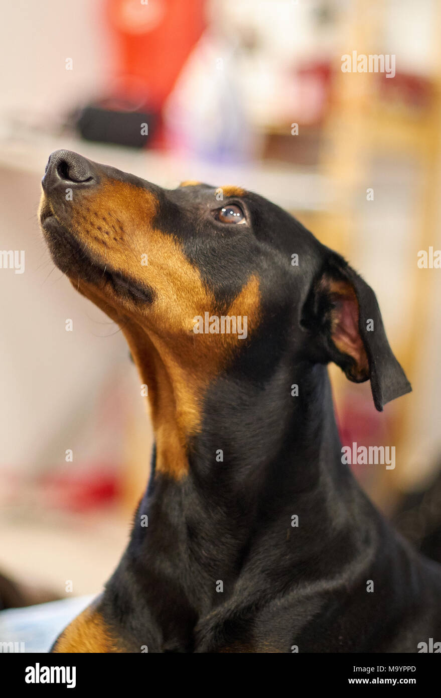 Deutsche Pinscher portrait Stockfoto