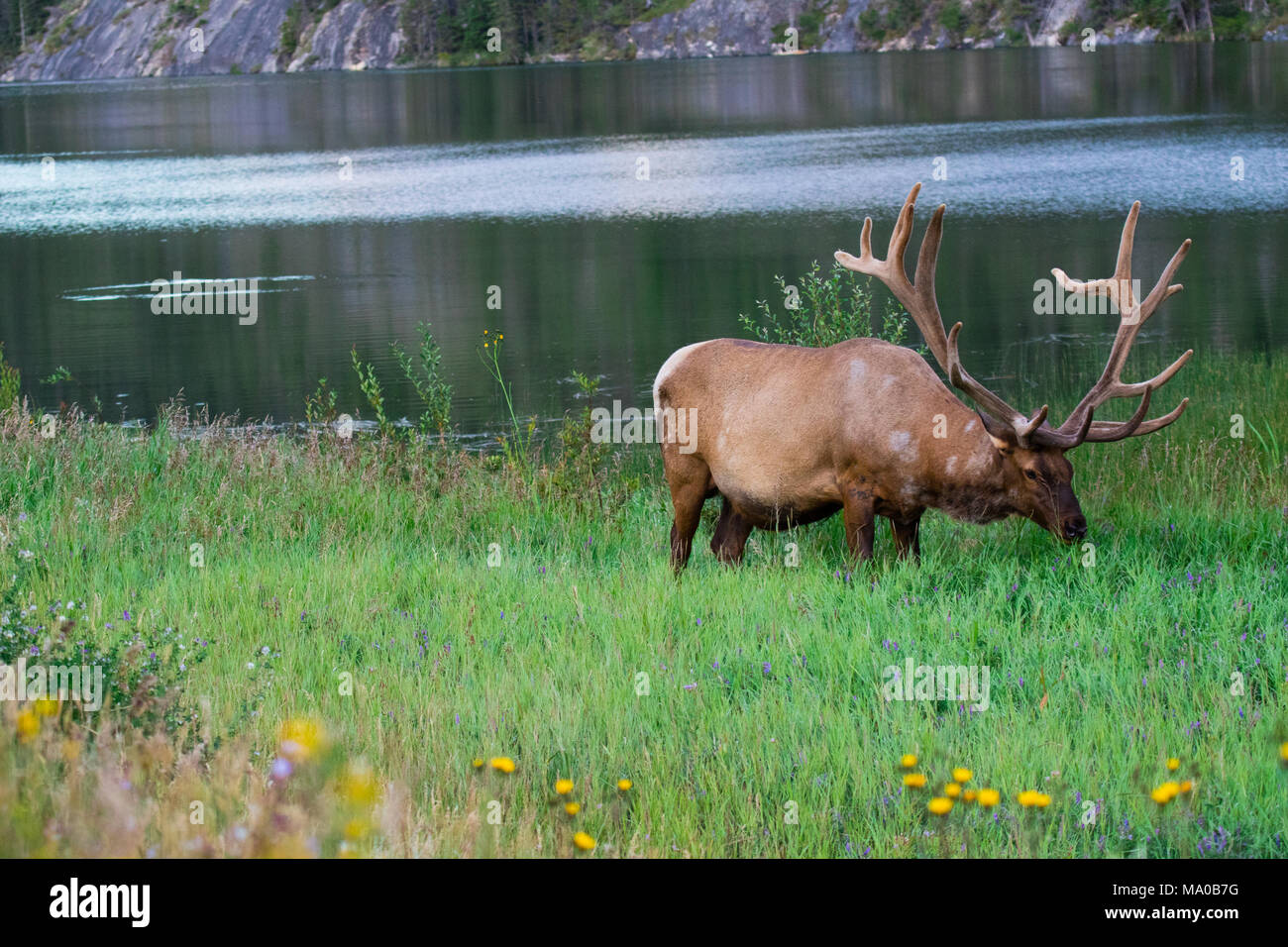 Beweidung elk in der Wiese am See nach Jasper, Alberta, Kanada Stockfoto