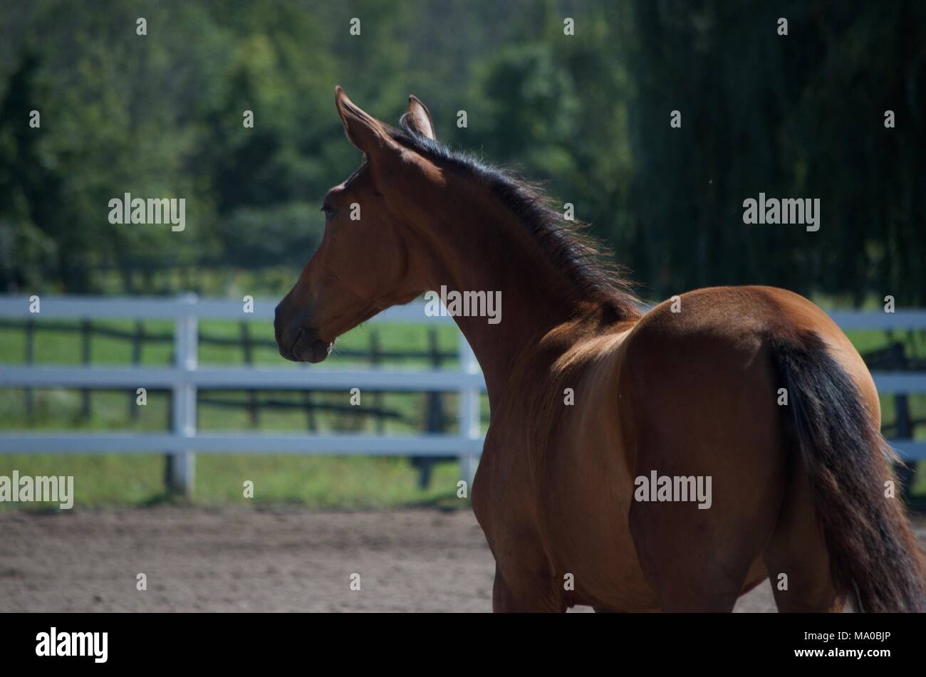 Fohlen können bei der Bauernhof im Bereich Ontario Stockfoto