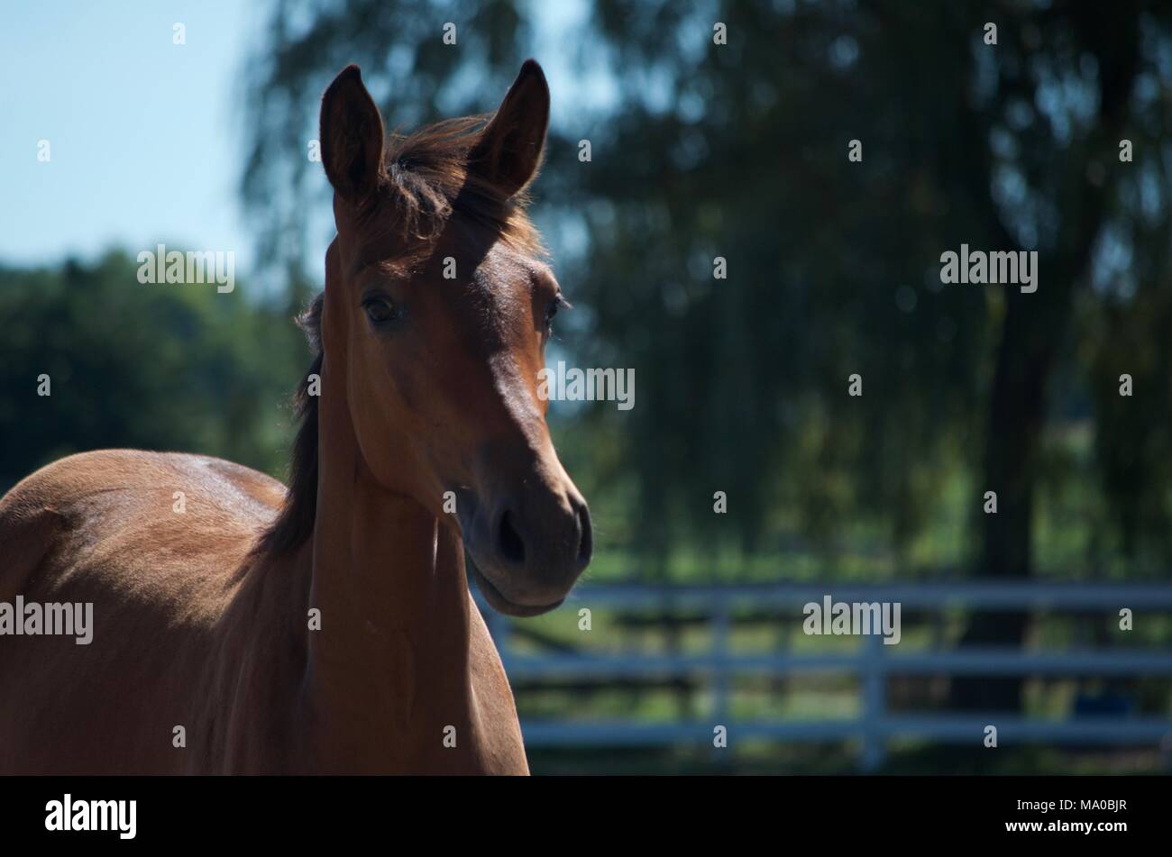 Fohlen können bei der Bauernhof im Bereich Ontario Stockfoto