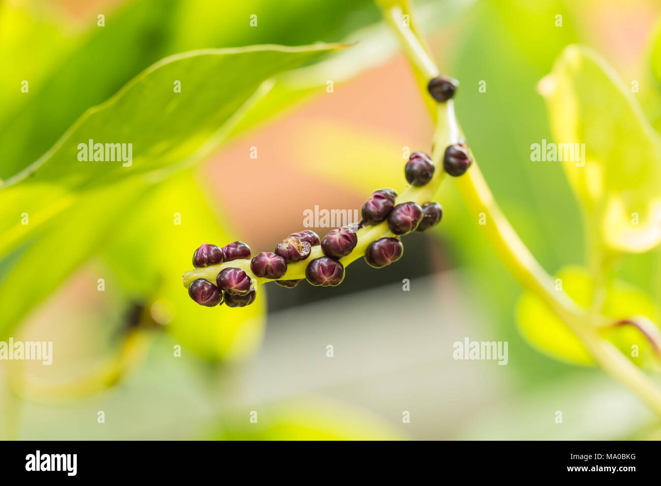 Saatgut von Malabar Nightshade, Ceylon, Spinat, Gemüse in Thailand Stockfoto