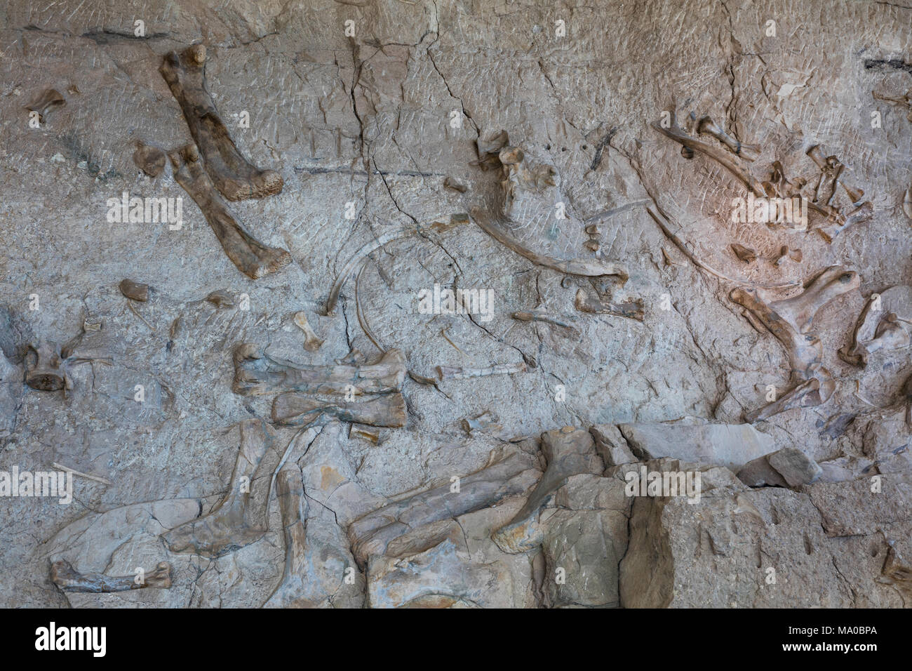 Dinosaurier Fossilien, Dinosaur National Monument, Utah Stockfoto