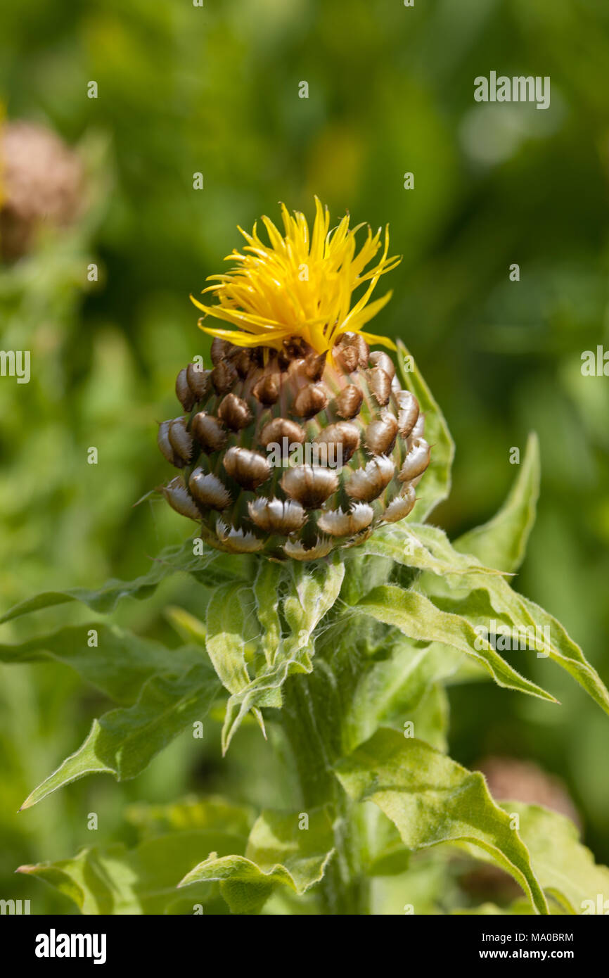 Bighead Flockenblume, Gulklint (Centaurea Macrocephala) Stockfoto