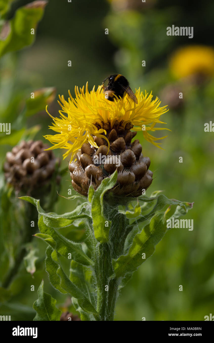 Bighead Flockenblume, Gulklint (Centaurea Macrocephala) Stockfoto