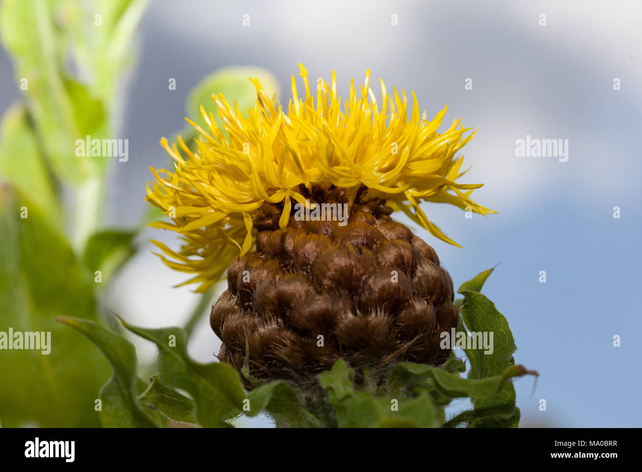 Bighead Flockenblume, Gulklint (Centaurea Macrocephala) Stockfoto